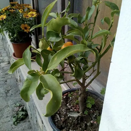 Casa Vacanze Terme * Terme Vigliatore